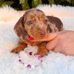 Clara-female-miniature-dachshund-puppy-for-sale- (1)