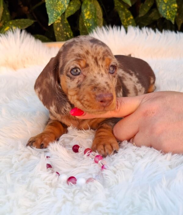 Clara Miniature Dachshund