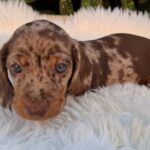Clara-female-miniature-dachshund-puppy-for-sale- (2)