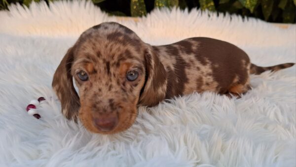 Clara Miniature Dachshund