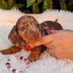 Clara-female-miniature-dachshund-puppy-for-sale- (3)
