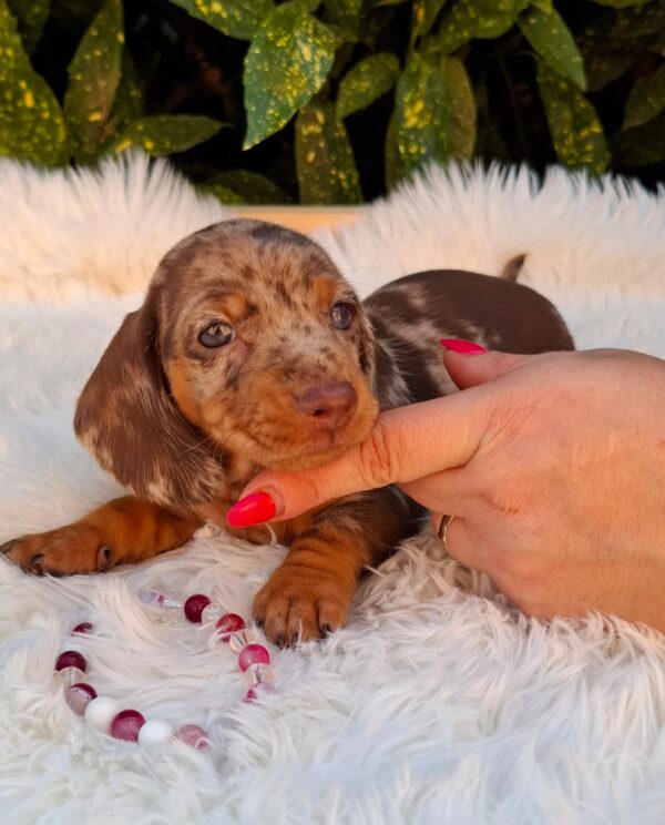 Clara Miniature Dachshund