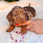 Clara-female-miniature-dachshund-puppy-for-sale- (4)
