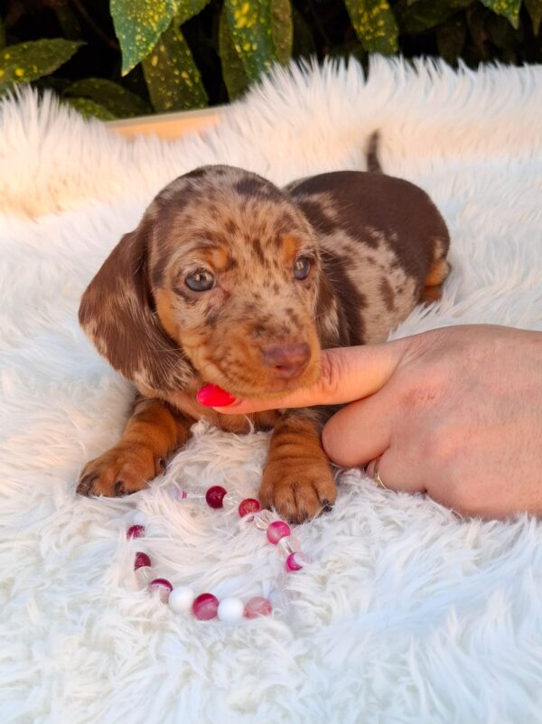 Clara Miniature Dachshund