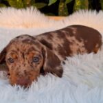 Clara-female-miniature-dachshund-puppy-for-sale- (5)