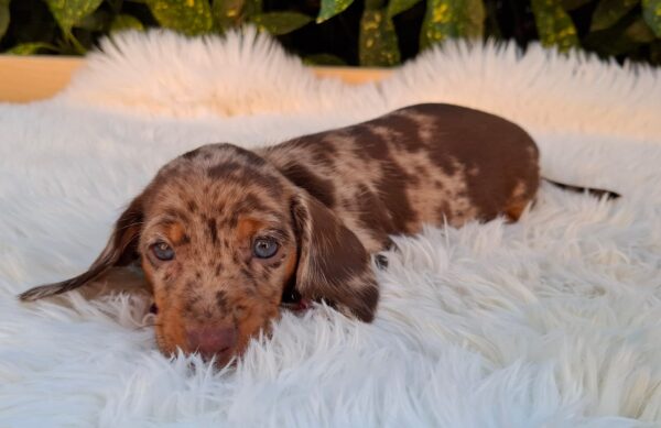 Clara Miniature Dachshund