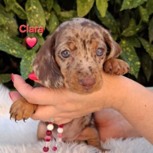 Clara Miniature Dachshund