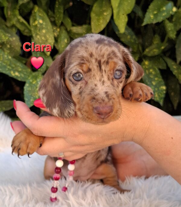 Clara Miniature Dachshund