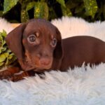 Chloe Miniature Dachshund