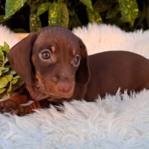 Cora Miniature Dachshund