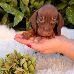 Cora Miniature Dachshund