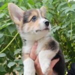 Osip Welsh Corgi