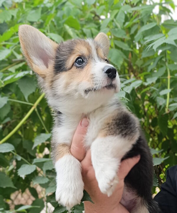 Cracker Welsh Corgi