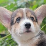 Cracker-male-welsh-corgi-pembroke-puppy-for-sale-1 (2)