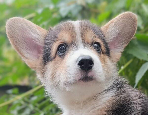 Cracker Welsh Corgi
