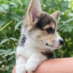 Cracker-male-welsh-corgi-pembroke-puppy-for-sale-1 (3)