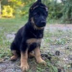 Cresta-female-German-Shepherd-puppy-for-sale-1