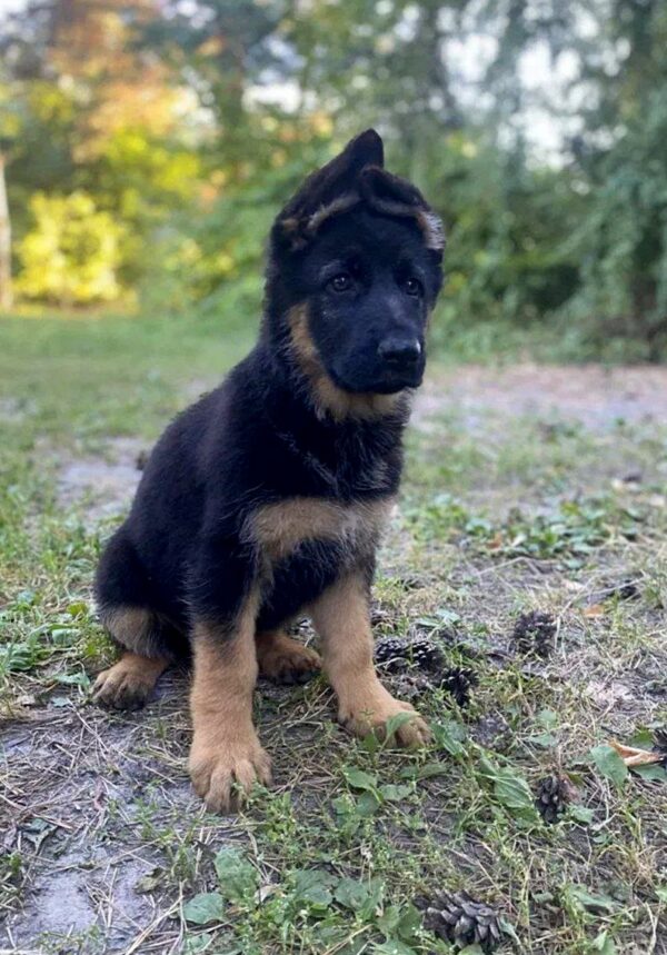 Cresta German Shepherd Cresta German Shepherd