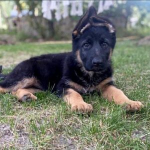 Cresta German Shepherd Cresta German Shepherd