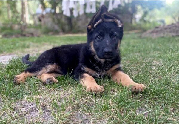 Cresta German Shepherd Cresta German Shepherd