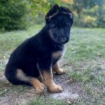 Cresta-female-German-Shepherd-puppy-for-sale-3