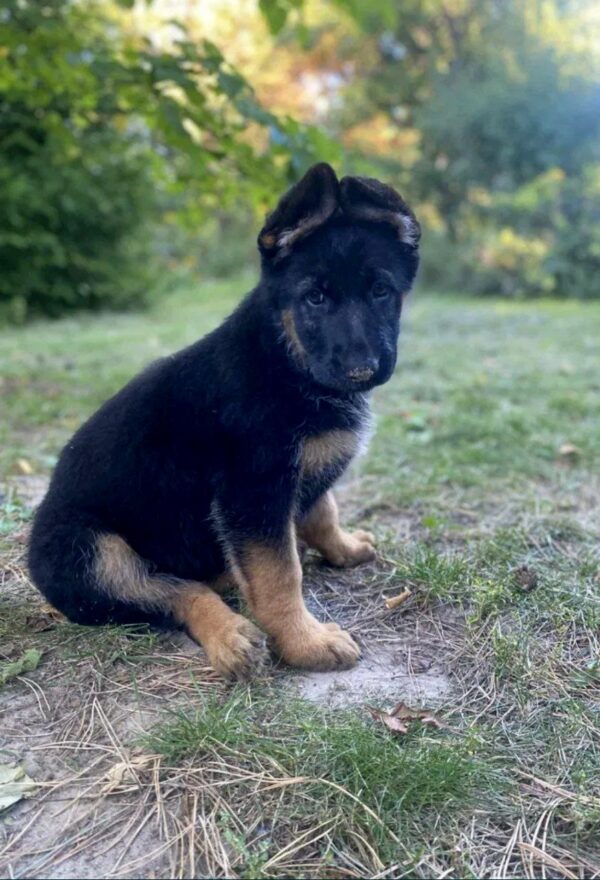 Cresta German Shepherd Cresta German Shepherd