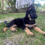 Cresta-female-German-Shepherd-puppy-for-sale-4