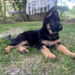 Cresta German Shepherd Cresta German Shepherd