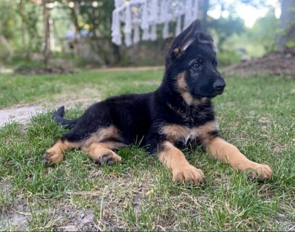 Cresta German Shepherd Cresta German Shepherd