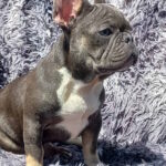 Curtis-male-french-bulldog-puppy-for-sale-1 (1)