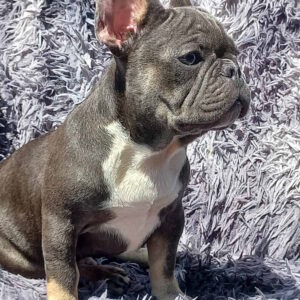Curtis French Bulldog