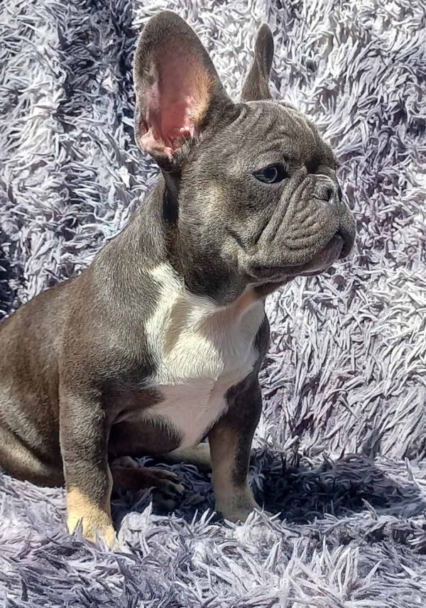 Curtis French Bulldog Curtis French Bulldog