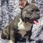 Curtis-male-french-bulldog-puppy-for-sale-1 (2)
