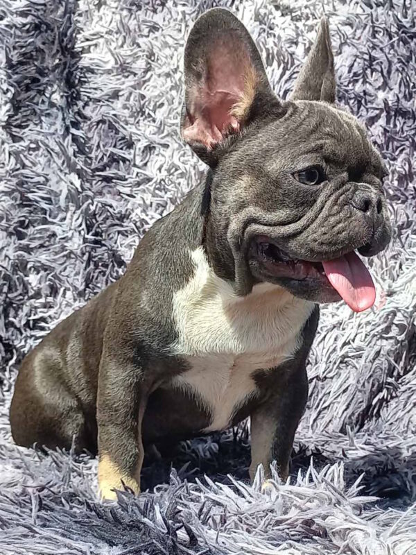 Curtis French Bulldog Curtis French Bulldog