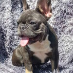 Curtis-male-french-bulldog-puppy-for-sale-1 (3)