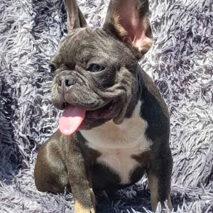 Curtis French Bulldog