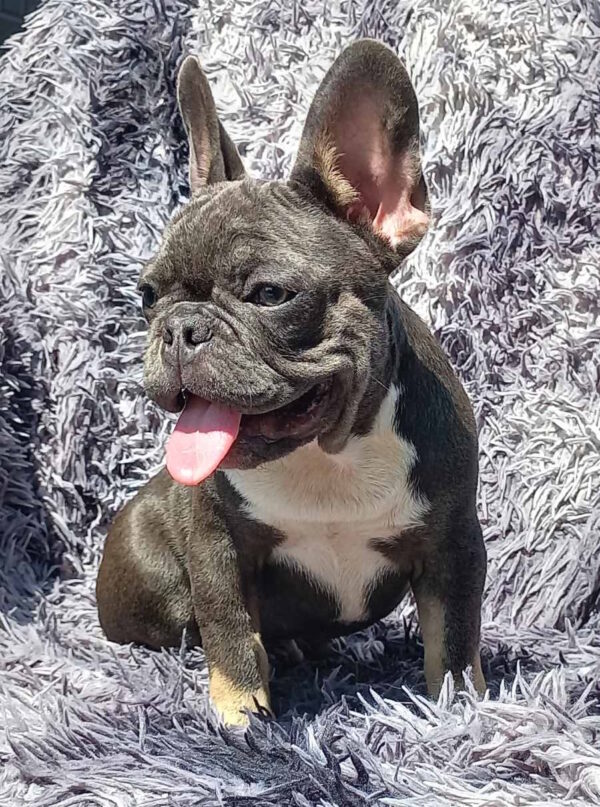 Curtis French Bulldog Curtis French Bulldog