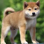 DaVinci-male-shiba-inu-puppy-for-sale-1 (1)