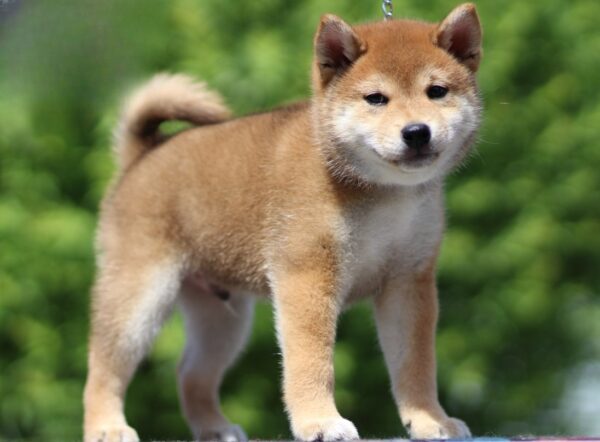 DaVinci Shiba Inu
