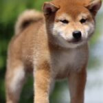 DaVinci-male-shiba-inu-puppy-for-sale-1 (2)