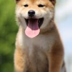 DaVinci-male-shiba-inu-puppy-for-sale-1 (4)