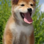 DaVinci-male-shiba-inu-puppy-for-sale-1 (5)