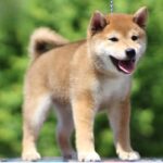 DaVinci-male-shiba-inu-puppy-for-sale-1 (8)