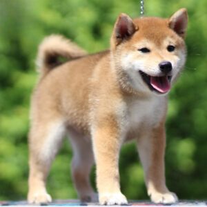 DaVinci Shiba Inu