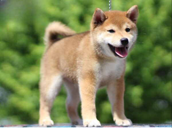DaVinci Shiba Inu
