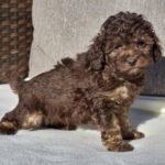 Daisy-female-cavapoo-puppy-for-sale- (1)