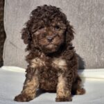 Daisy-female-cavapoo-puppy-for-sale- (2)