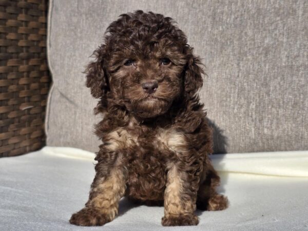 Daisy Cavapoo