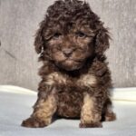 Daisy-female-cavapoo-puppy-for-sale- (3)