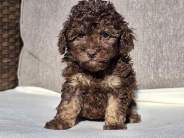 Daisy Cavapoo